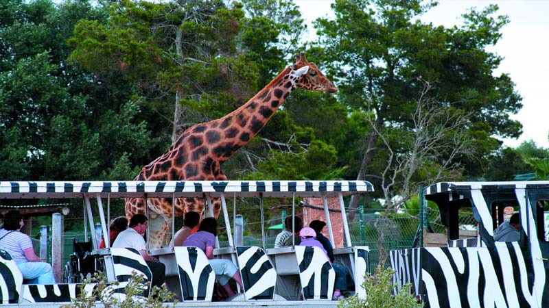 siehe zafari zoo sa coma mallorca
