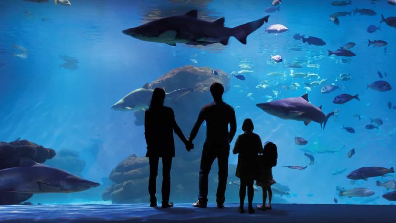 Besuche das Palma Aquarium und Marineland mit Kindern